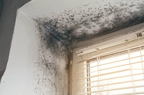 Affordable Attic Mold Remediation solutions in Westphalia, MI