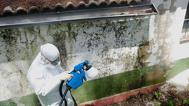 Top rated local Attic Mold Remediation specialists in Westphalia, MI